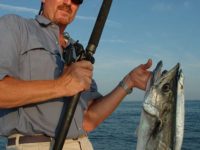 Offshore kingfish run