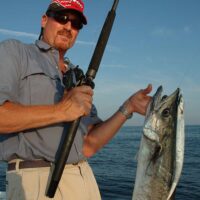 Offshore kingfish run
