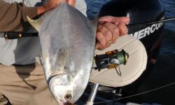 Beach Pompano & Cobia